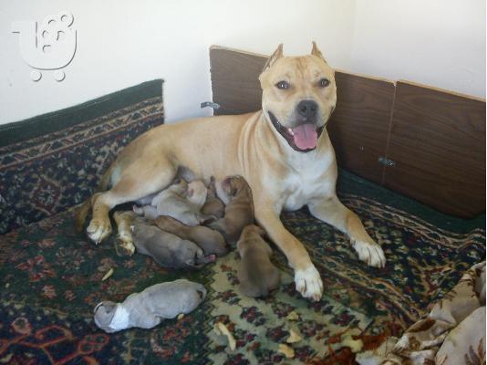 pitbull